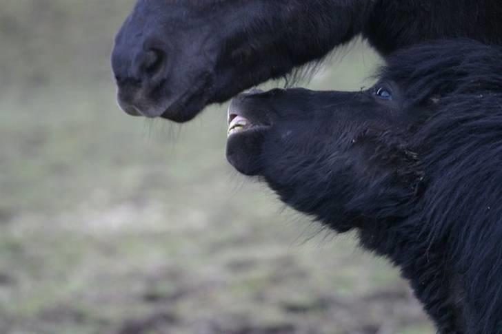 Shetlænder Rodolf billede 18