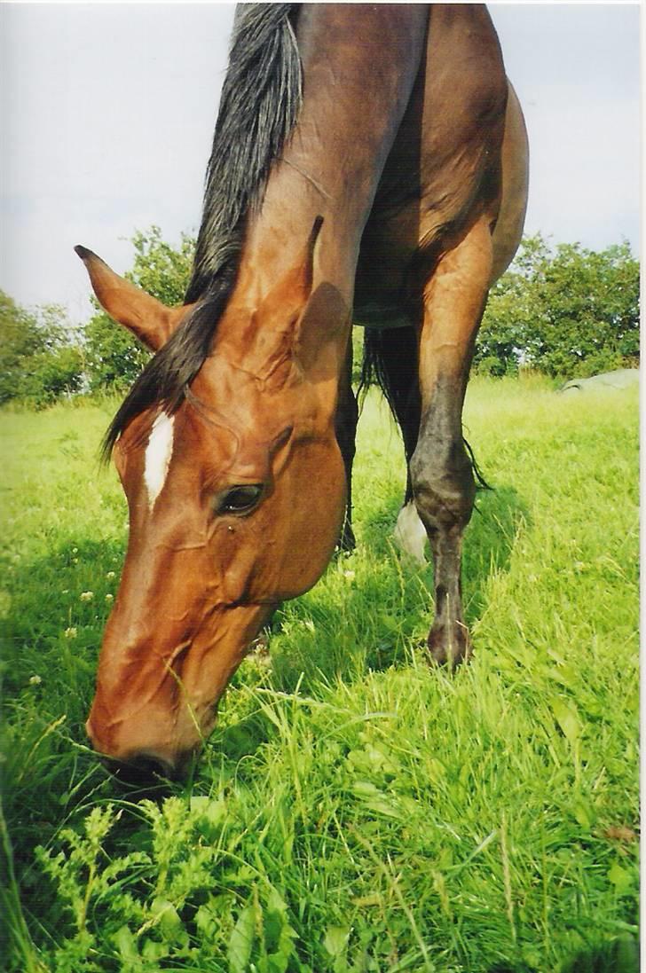 Dansk Varmblod CLAIRE - claire billede 6