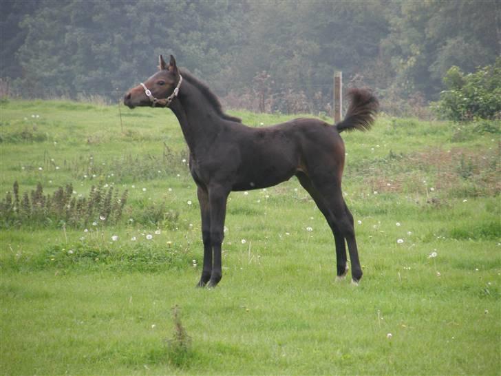 Dansk Varmblod Crelina <3  - Crelina der vil med oppå ridebanen og ride sammen med ponyerne :) Taget af Line Hald :)  billede 7