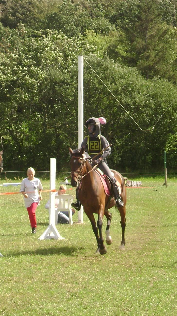 Anden særlig race Bonnie - hyllebjerg ringridning billede 6
