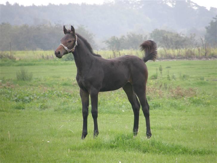 Dansk Varmblod Crelina <3  - Åhh hun vil så gerne med op og ride.. :) Taget af Line Hald billede 8