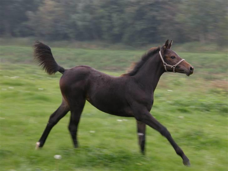 Dansk Varmblod Crelina <3  - Så øver jeg mig da bare nede fra folden :) taget af Line Hald billede 9