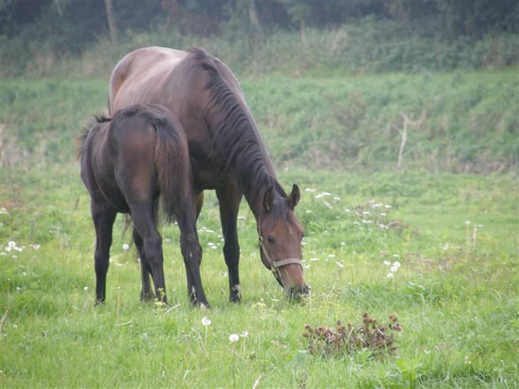Dansk Varmblod Crelina <3  - Spiser lige lidt :) Man bliver træt af al den træning. Hvordan kan de dog blive ved ? :D Taget af Line Hald billede 11