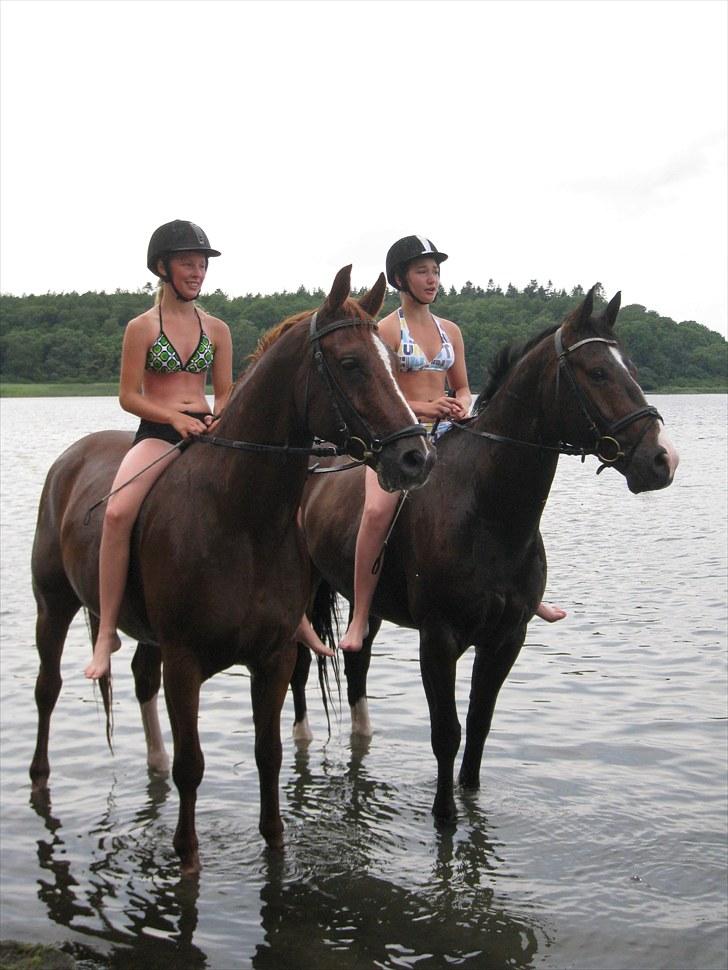 Anden særlig race Red Power - Kimmie, Mig, Rapaccio og Røde på bade tur ved Boserup strand billede 2