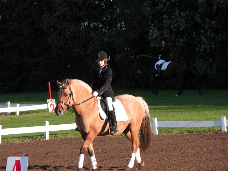 Fjordhest Holly † R.I.P †  - på vej ind på banen til vores første stævne, vi var begynder begge to. tilbage i 2004 billede 5