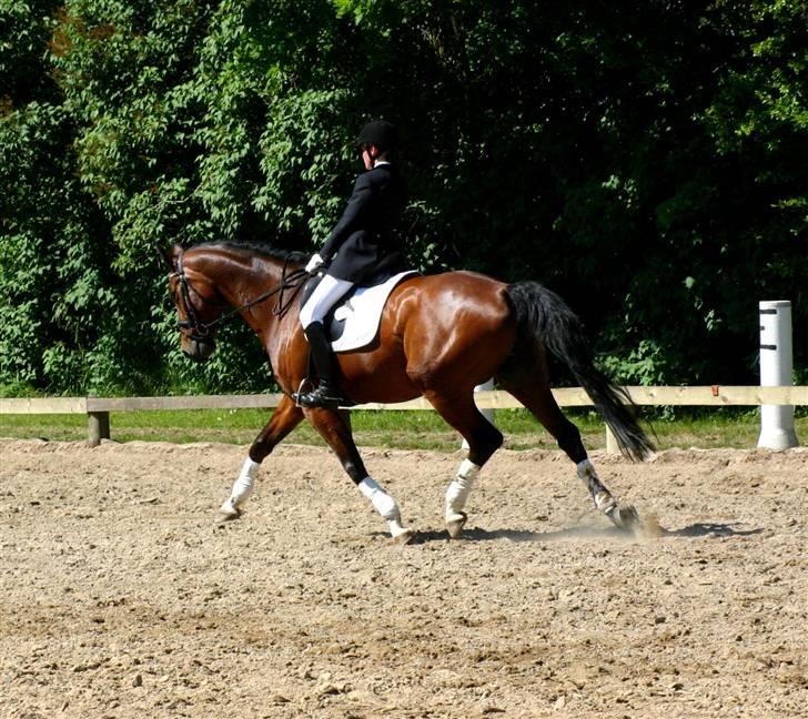 Trakehner Hiohito - Sikke en trav, nok øgning LA2, Davinde rideklub d. 1.06.09 :) Af Joan billede 11