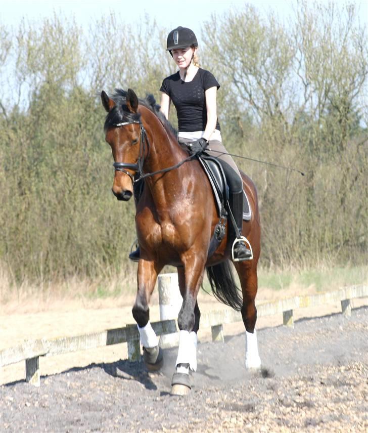 Trakehner Hiohito - Ingen af os kan lide at få sand i hovedet! 12.04.09 af Joan Kvolbæk billede 13