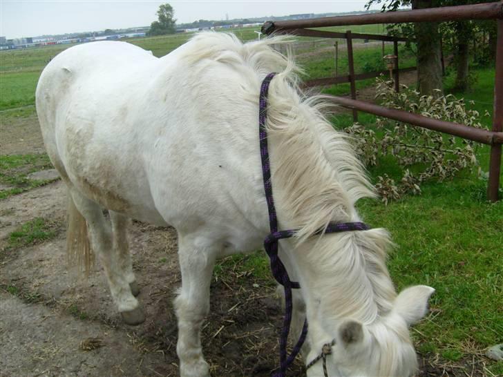 Anden særlig race minder om tekilla R.I.P < altid elsket og savnet billede 7