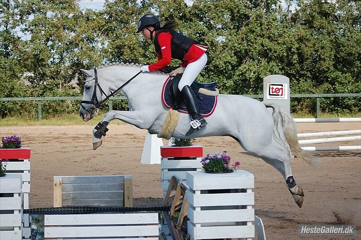 New Forest Odbjergs Batik - mesterskab 2010 - taget af: Annika L - vandgrav billede 1