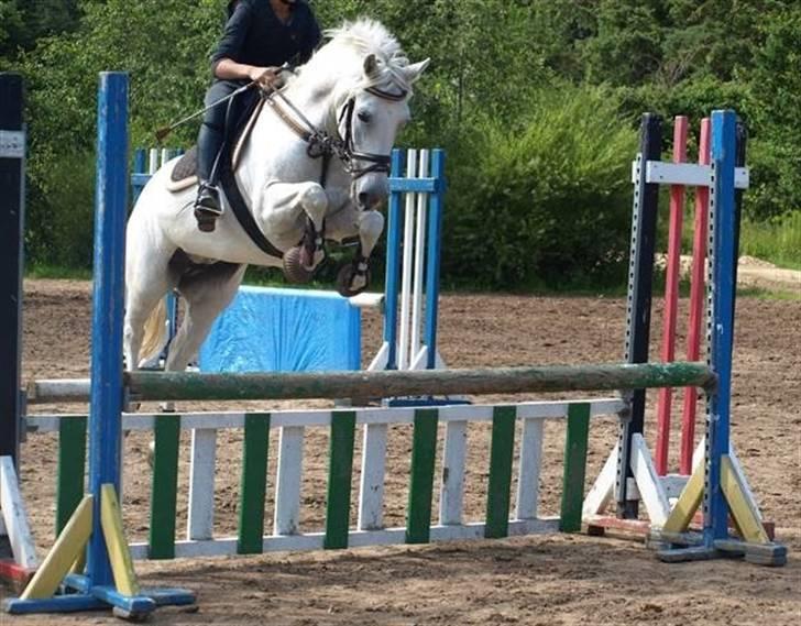 New Forest Odbjergs Batik - springning på batik 5/8-09 ... taget af: Sarah Steen :P TAK billede 4