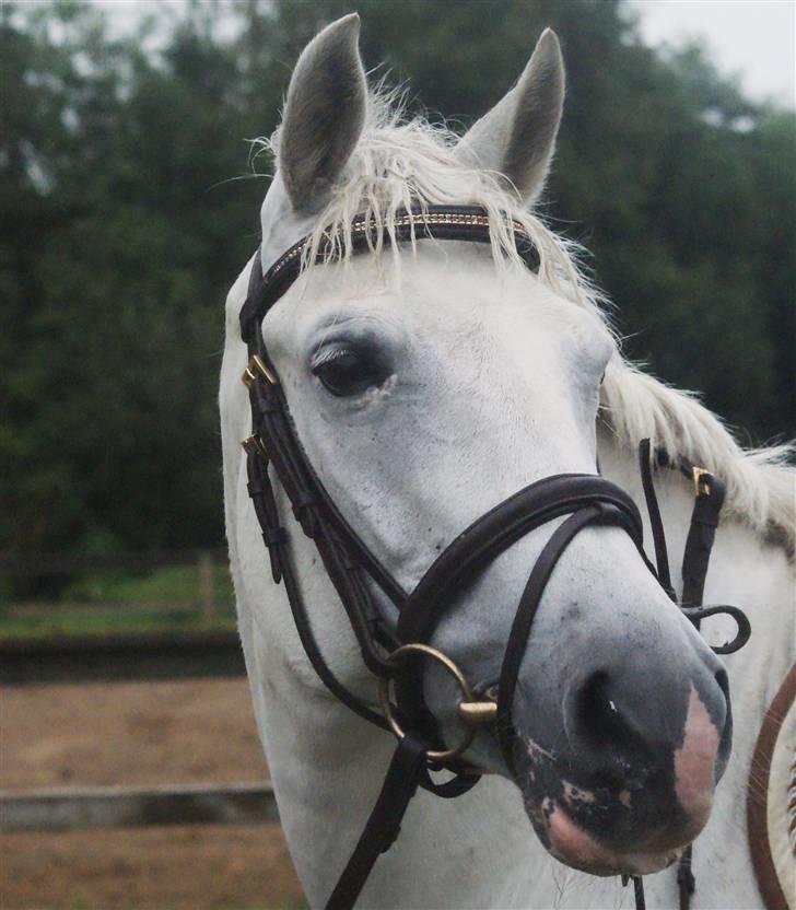 New Forest Odbjergs Batik - stævne i ulsted <333 billede 5