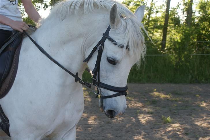 New Forest Odbjergs Batik - dressur træning d. 1 juni 2009 billede 6