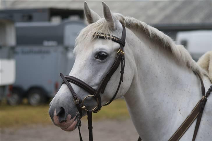 New Forest Odbjergs Batik - stævne i ulsted <333 billede 7