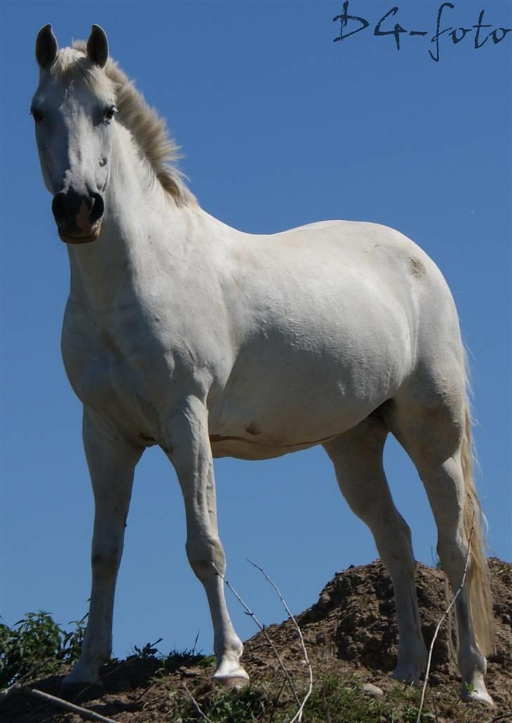 New Forest Odbjergs Batik - oppe på bjergett ude på folden <3 :D billede 8