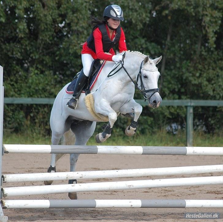 New Forest Odbjergs Batik - mesterskab 2010 - taget af: Annika L billede 9