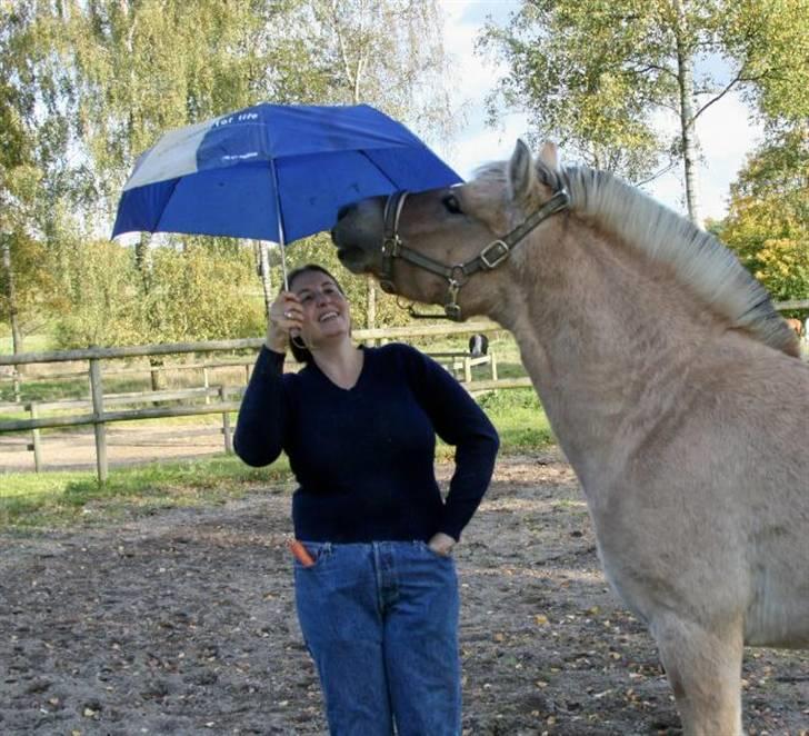 Fjordhest Ingegårds Emma - "Hvad har du der mor ?" billede 7