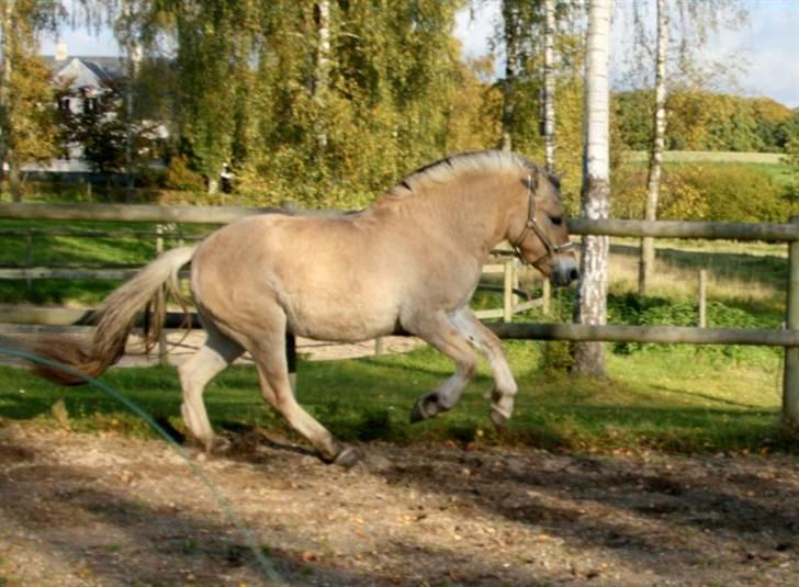 Fjordhest Ingegårds Emma - Springer da godt igennem ;-) billede 8