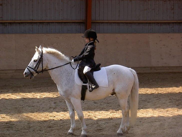 Anden særlig race † Fillur † *Alting* <3 - mit første dressur stævne det gik af helvede til, men alligevel var jeg stolt af diig... Jeg var så lille og jeg kunne næsten ikke nå ned over sadelklapperne.. Men fille du er og vil altid være den bedste pony nogensinde. RIP  billede 11