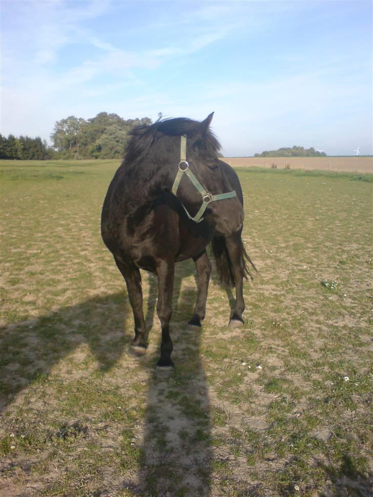 New Forest Gay Countess cantana - hmm hva mon det er der sker derover.. det må jeg heller holde øje med  billede 15