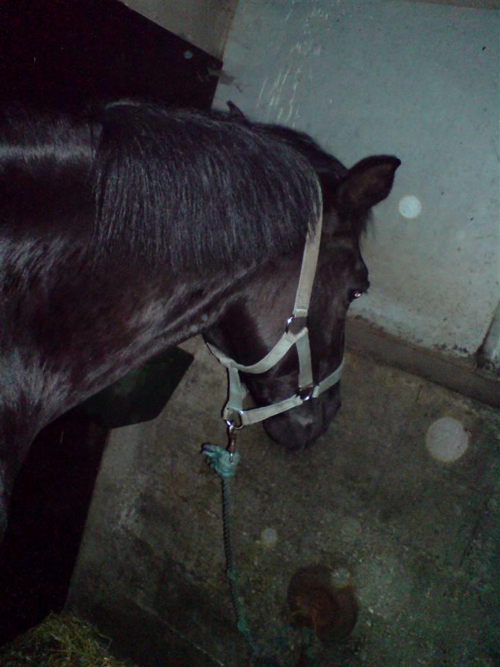 Belgisk Sportspony Lotus Royal SOLGT billede 20