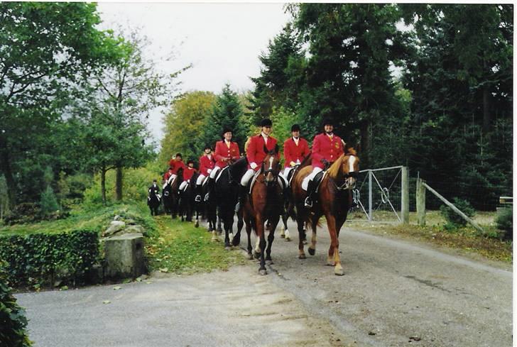 Dansk Varmblod CLAIRE - Jagt ved Blommenslyst billede 8