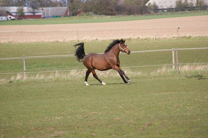 Anden særlig race | Forza Maldini | *UDLÅNT* - Velkommen til Maldinis profil :D Fuck du er dejlig at se på!<33 Foto: Rikke (LJ-Foto) billede 1