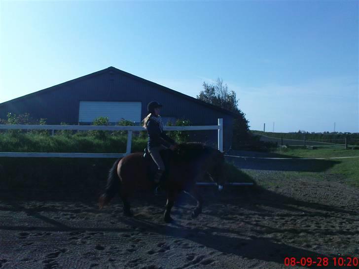 Islænder fluga - heeh!<3<3 billede 18