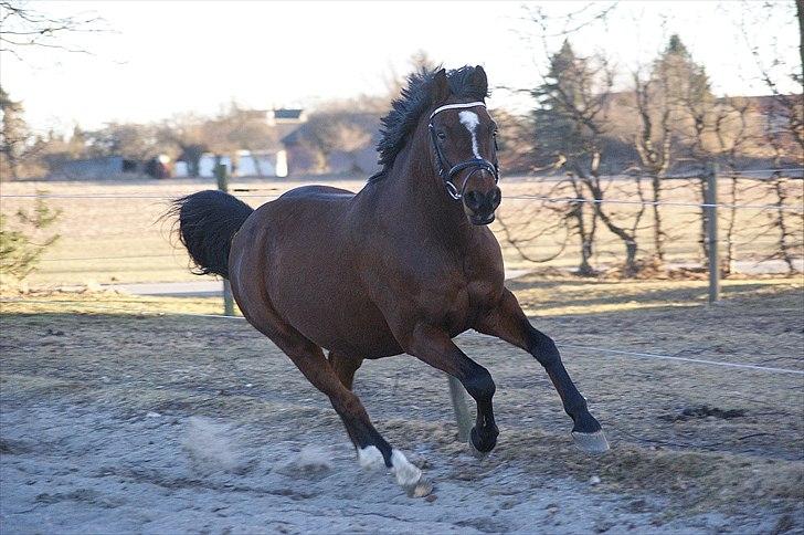 Anden særlig race | Forza Maldini | *UDLÅNT* - Vild dyret på ridebanen ;b Foto: Rikke (LJ-Foto) billede 5