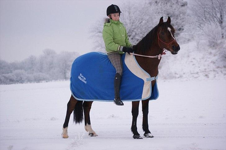 Anden særlig race | Forza Maldini | *UDLÅNT* - Mit model dyr!<3 Foto: Rikke (LJ-Foto) billede 6