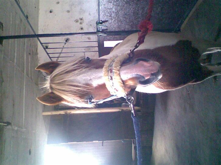 Anden særlig race Indianpaint gm.part R.I.P - indy på stald gangen billede 1