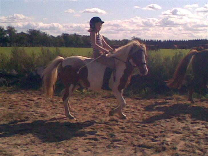 Anden særlig race Indianpaint gm.part R.I.P billede 3