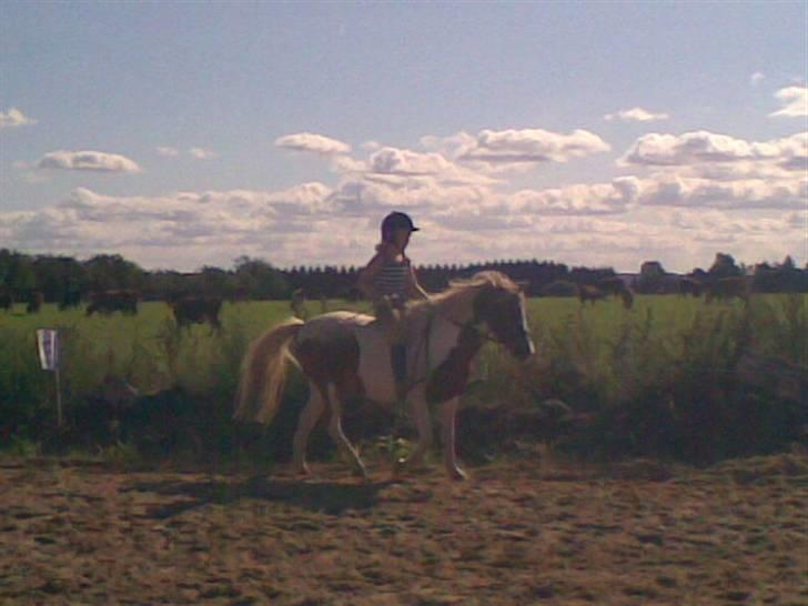 Anden særlig race Indianpaint gm.part R.I.P billede 6