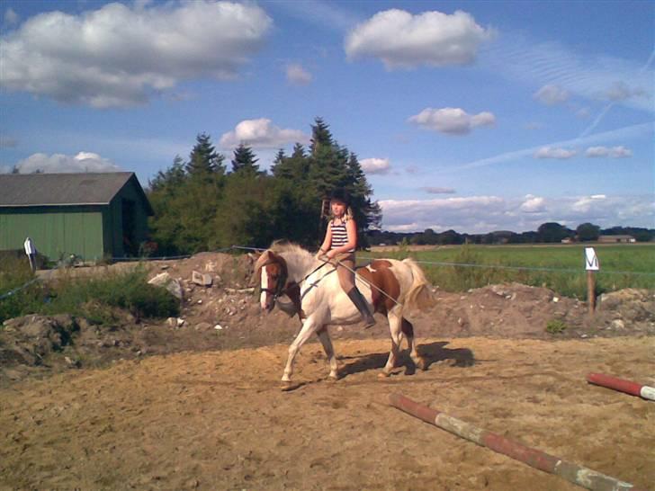 Anden særlig race Indianpaint gm.part R.I.P billede 8