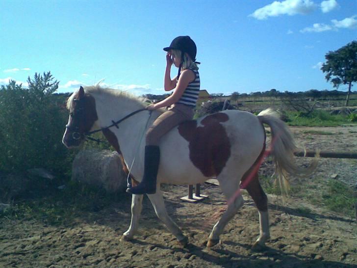 Anden særlig race Indianpaint gm.part R.I.P billede 12