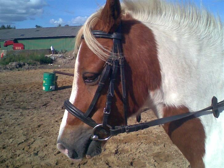 Anden særlig race Indianpaint gm.part R.I.P billede 14