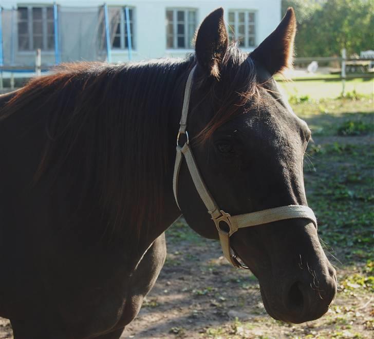 Traver Kejser N M billede 6