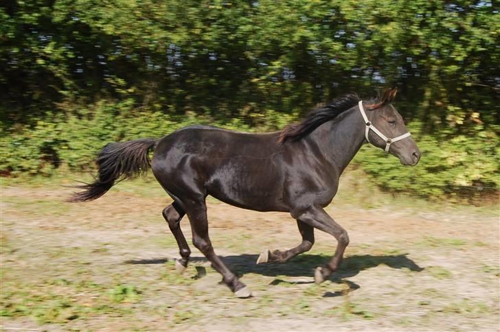 Traver Kejser N M billede 7