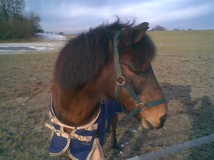 Anden særlig race FIGHTER (jegelskerdig?!) - Fordi du er en uldtot dit fjollehoved<33 billede 11