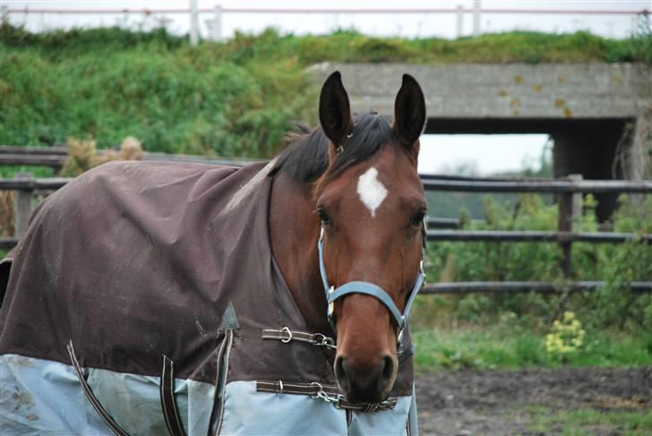 Oldenborg Cornelia - Har du noget lækkert med? billede 8
