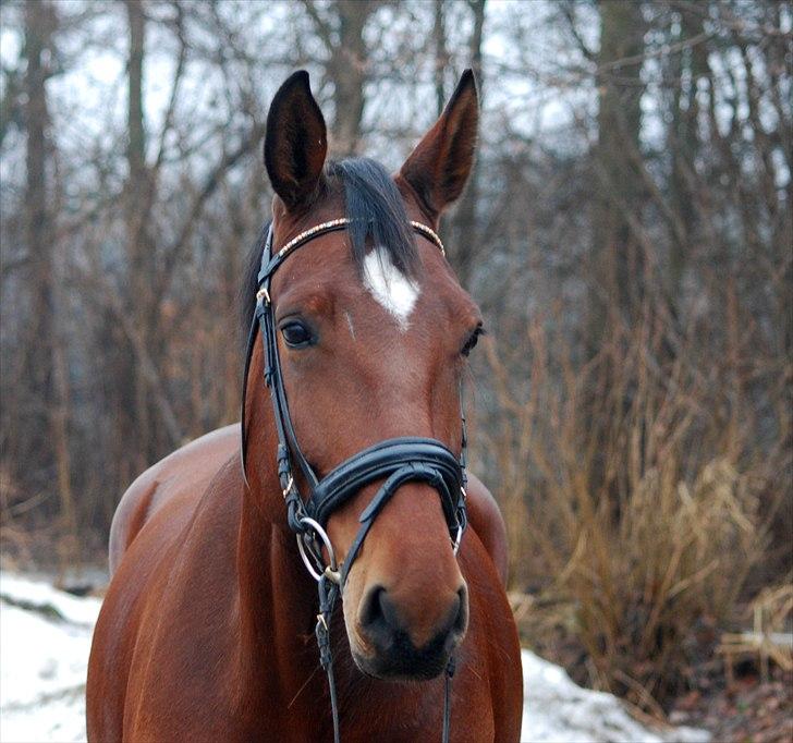 Oldenborg Cornelia - 22-01-2011 billede 9