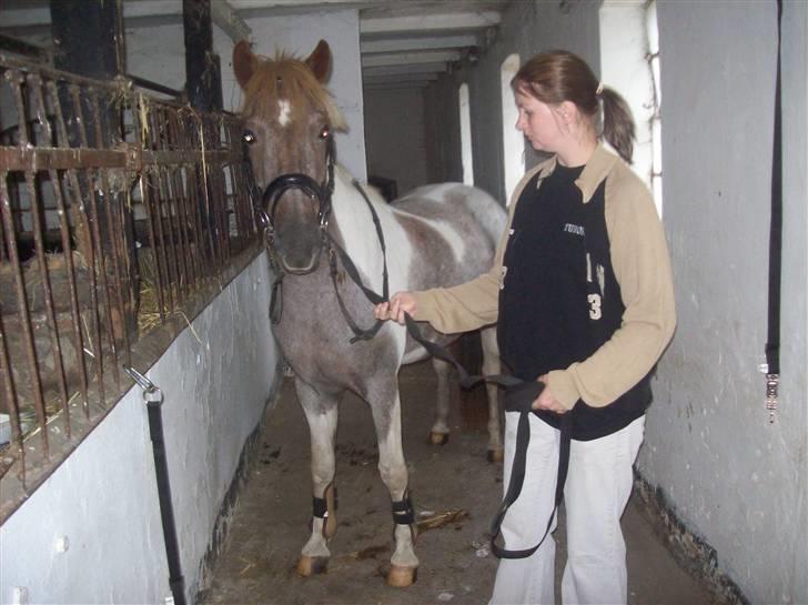 Anden særlig race Silwester R.I.P - tage den 29/9 dag efter vi fik ham billede 11