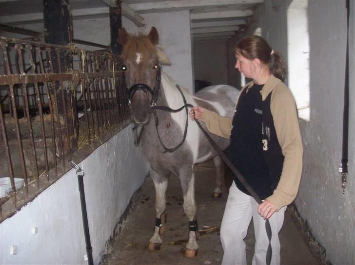 Anden særlig race Silwester R.I.P - tage den 29/9-08 dag efter vi fik ham billede 12