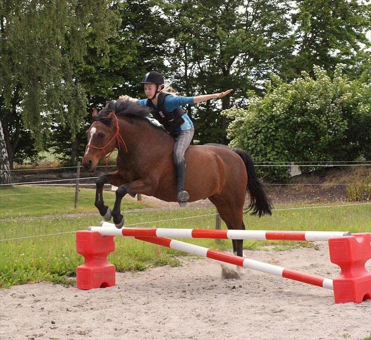 Anden særlig race | Forza Maldini | *UDLÅNT* - Springer kun i rebgrime og uden hænder, du var så god malle! :D Foto: Rikke (LJ-Foto) billede 9