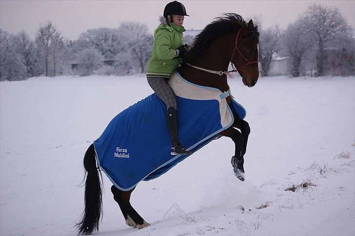 Anden særlig race | Forza Maldini | *UDLÅNT* - Vilhesten i sneen!! :D Foto: Rikke (LJ-Foto) billede 11