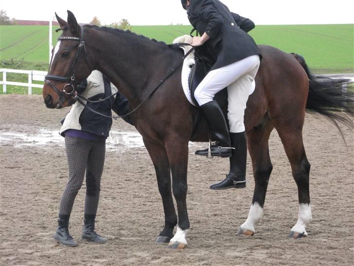 Traver Discovery - Hvor står han pænt (; Inden dressurstævne d. 1/11-08 billede 17