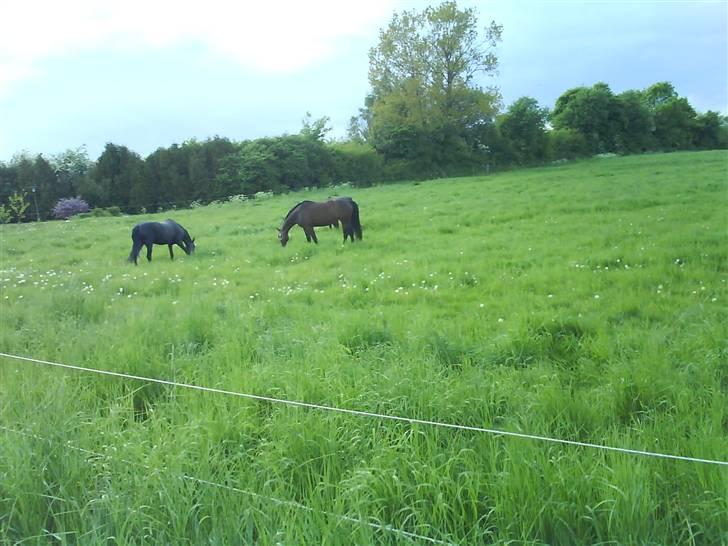 Oldenborg Miss Peri billede 14