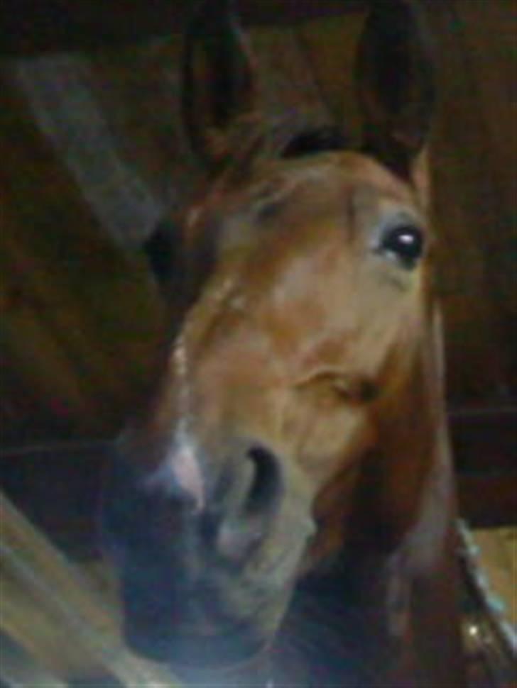 Oldenborg Miss Peri billede 15