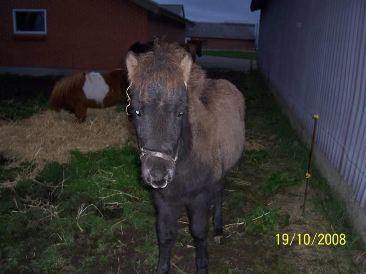Islænder Ari fra Maag - Arí en hyggelig sommer aften. billede 11