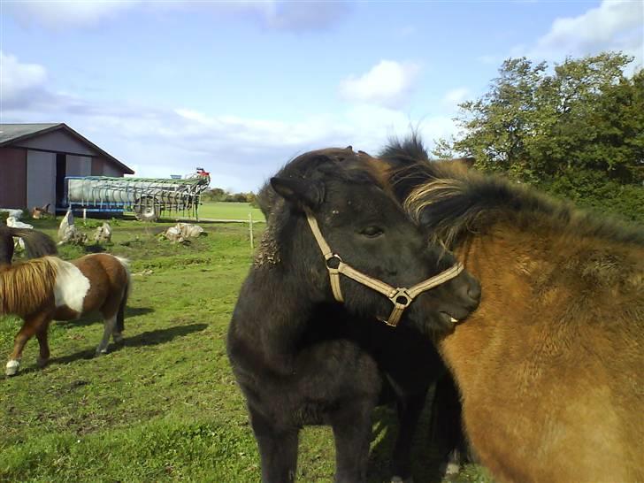 Islænder Rán köldukinn billede 11