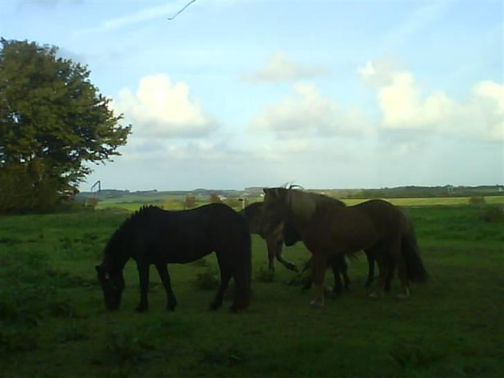 Islænder Rán köldukinn - Da hun lige var kommet hjem fra hingst. billede 12